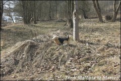 lanternafuturi_2015_12