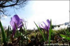lanternafuturi_2015_19