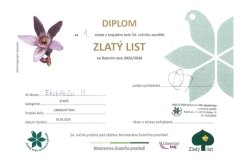 Diplom-1.m-1-1