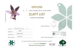 Diplom-2.m-1